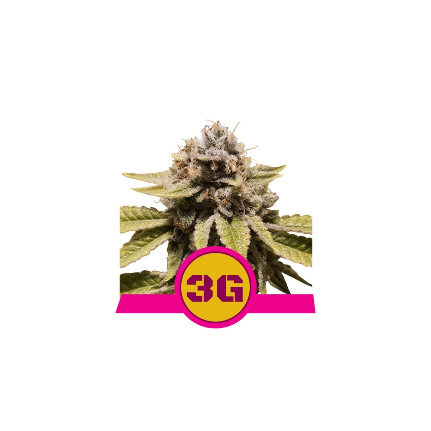 Triple G Usa Premium de Royal Queen