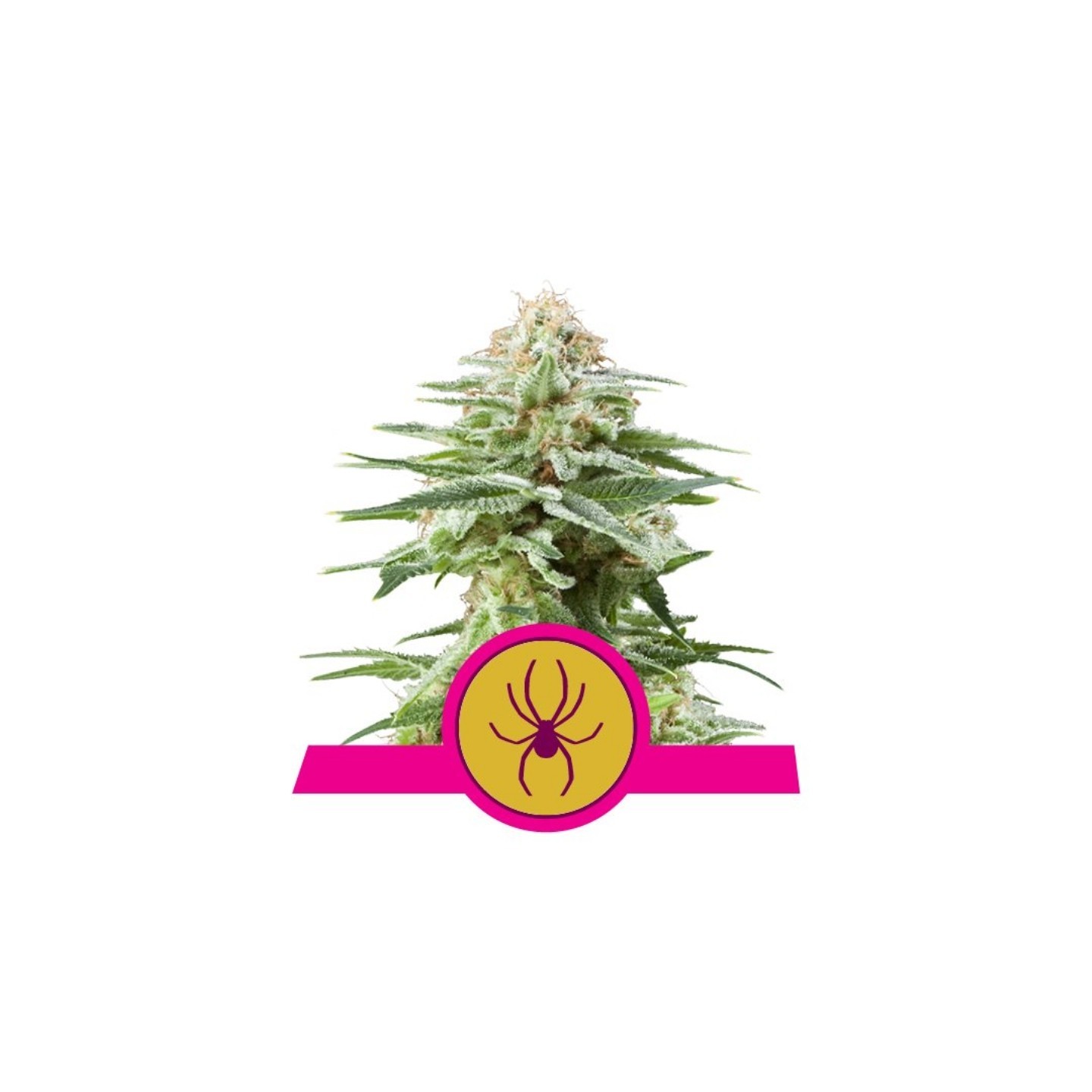 White Widow de Royal Queen