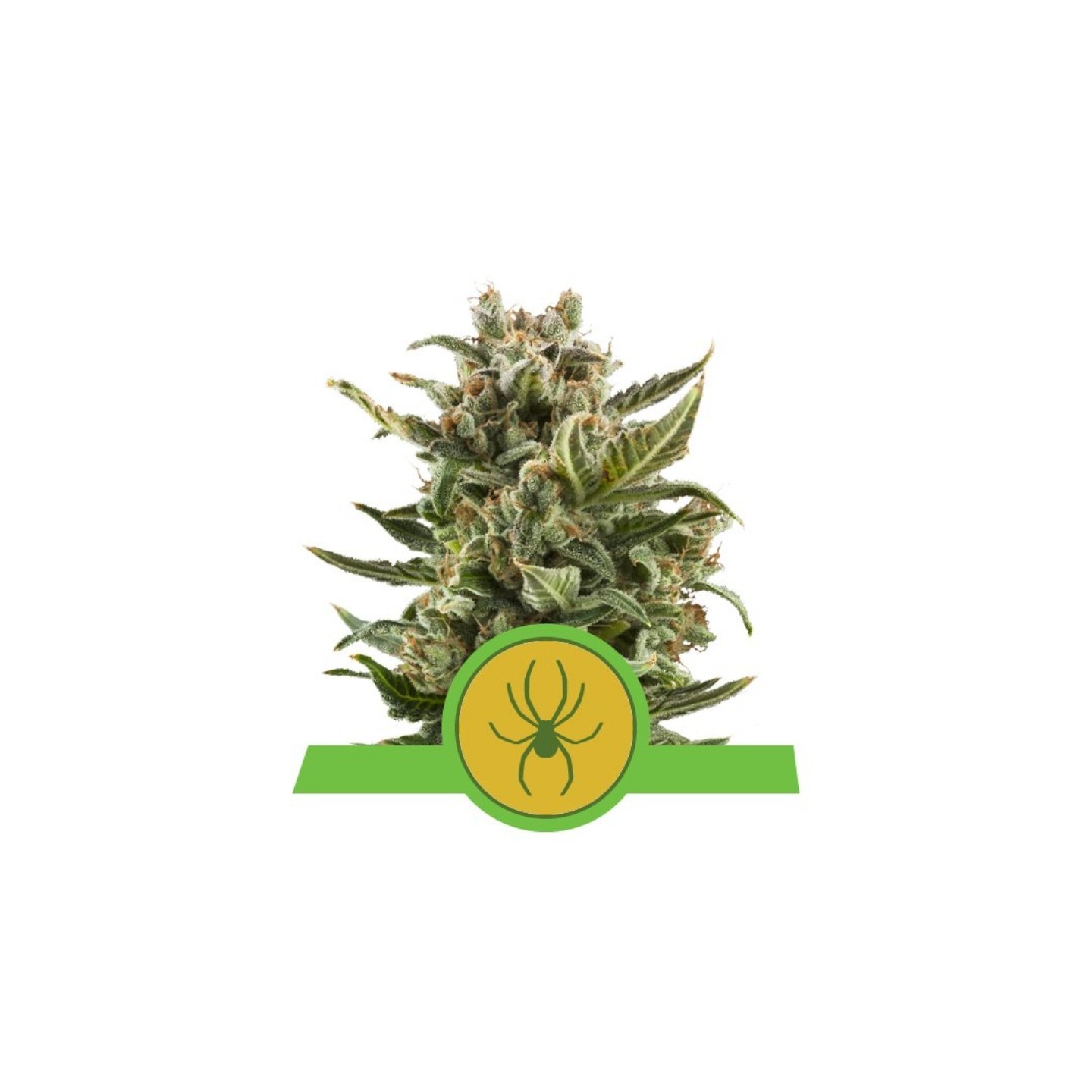 White Widow Automatic de Royal Queen