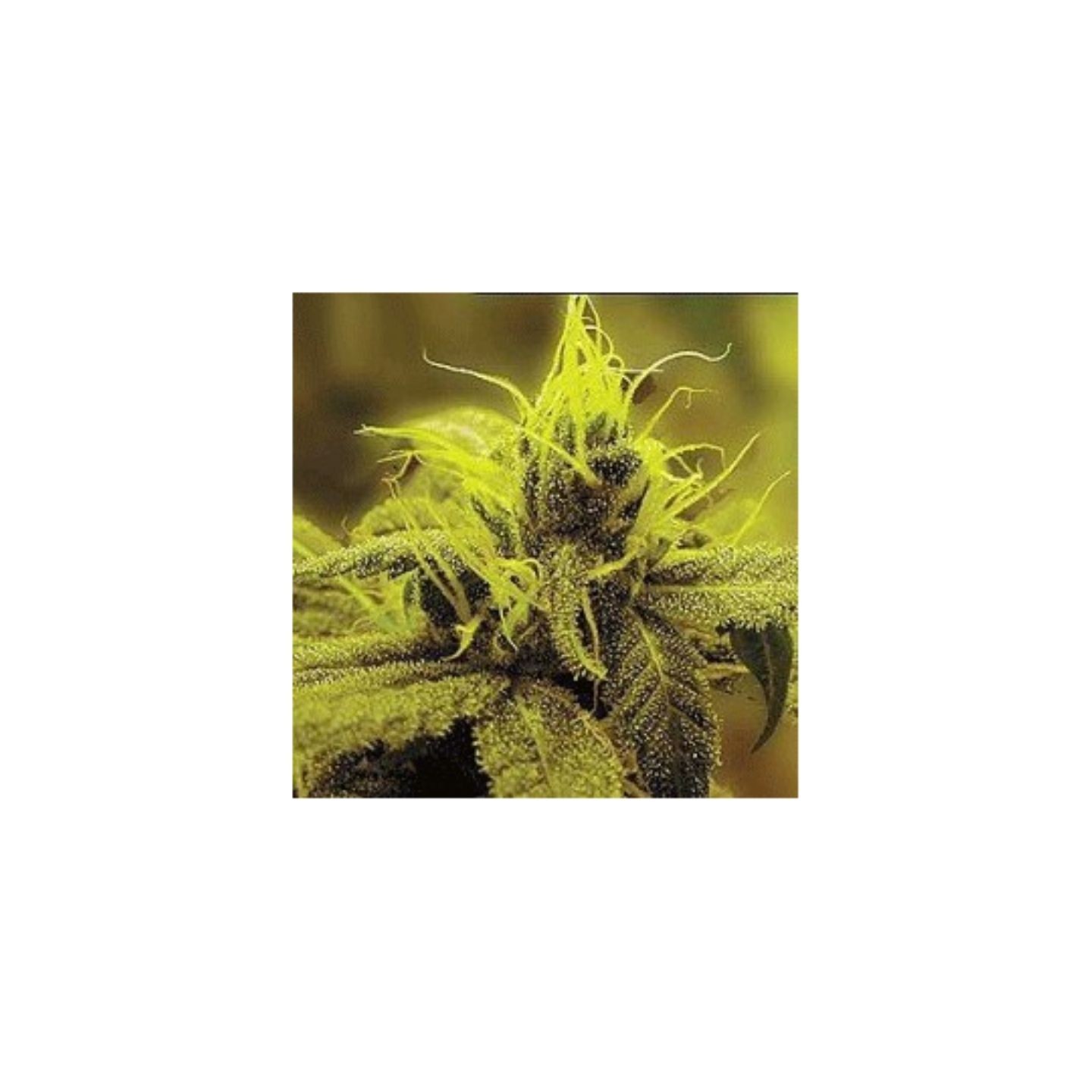 A-1 Haze Feminizada de Sagarmatha