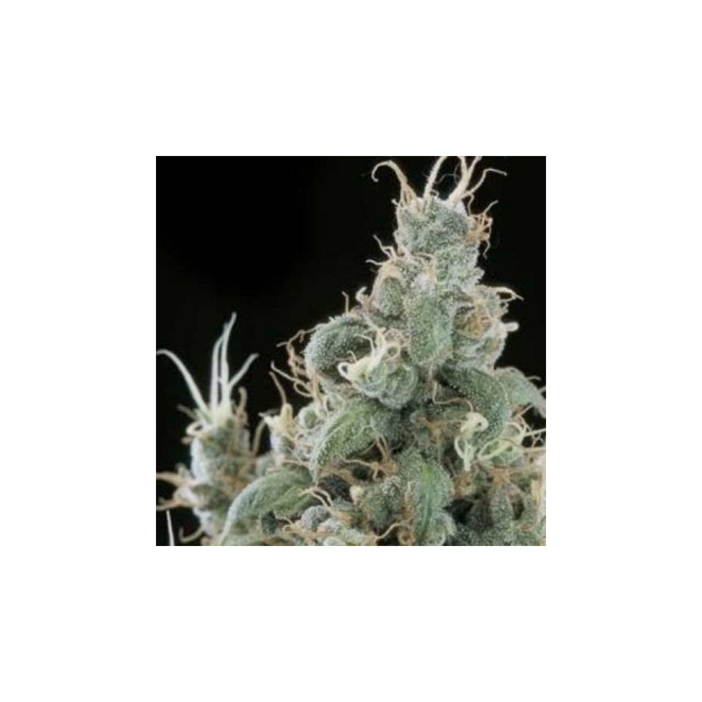 Diamond Head Feminizada de Sagarmatha