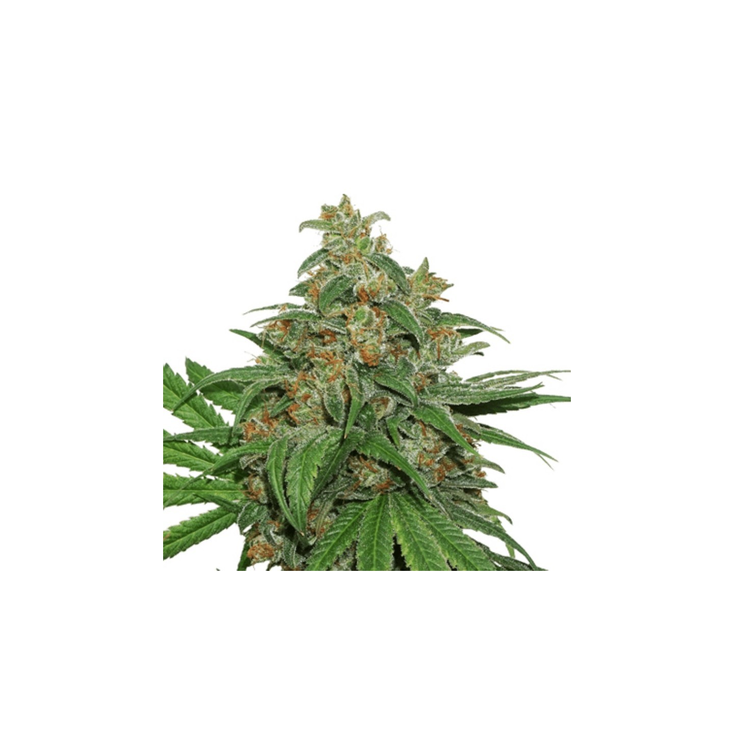 Ak 420 Auto de Seed Stockers
