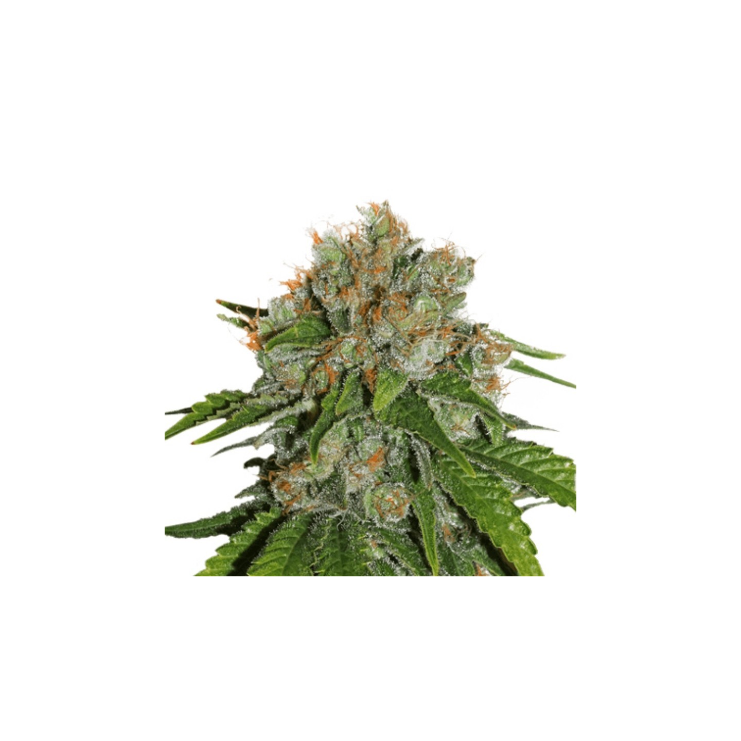 Amnesia de Seed Stockers