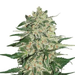 Big Bud Auto de Seed Stockers
