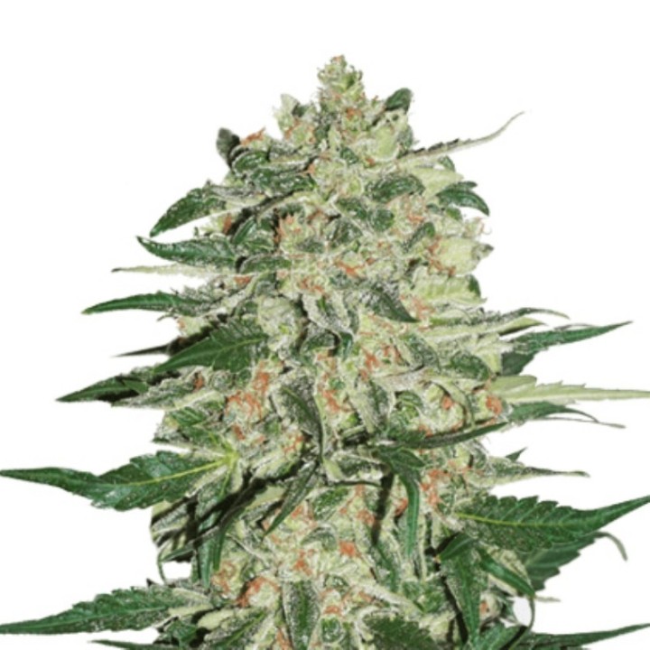 Big Bud Auto de Seed Stockers
