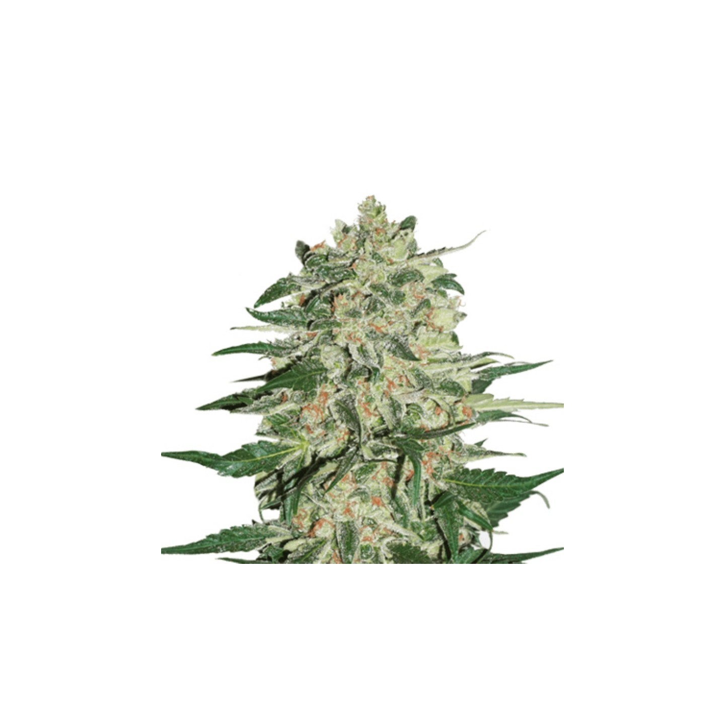 Big Bud Auto de Seed Stockers