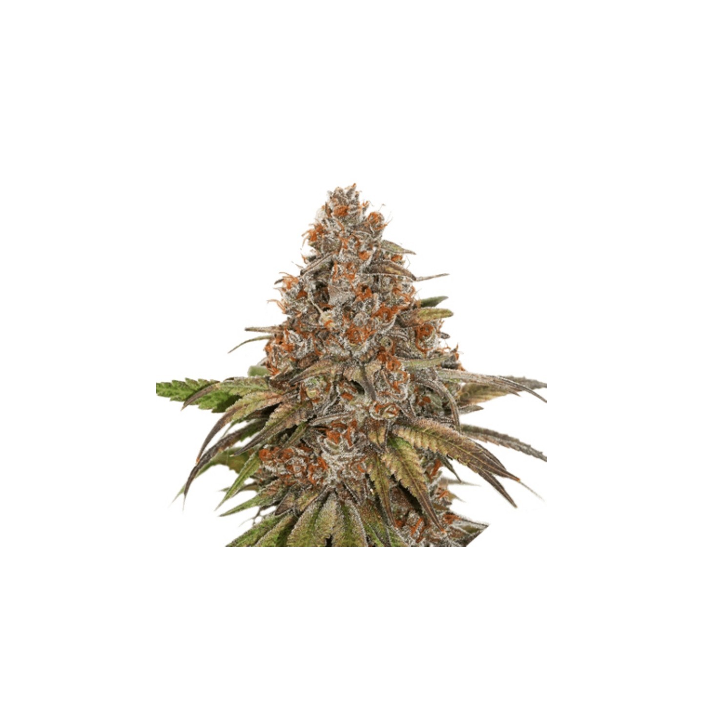 Blackberry Gum de Seed Stockers