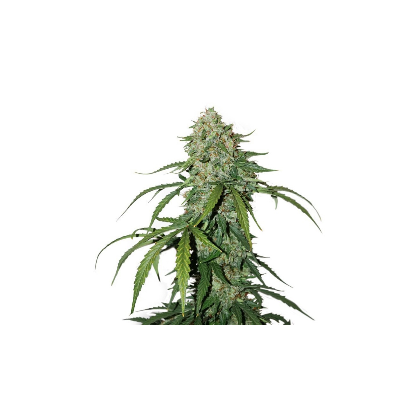 Cbd 1:1 Silver Lime Haze Auto de Seed Stockers