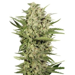 Cheese de Seed Stockers