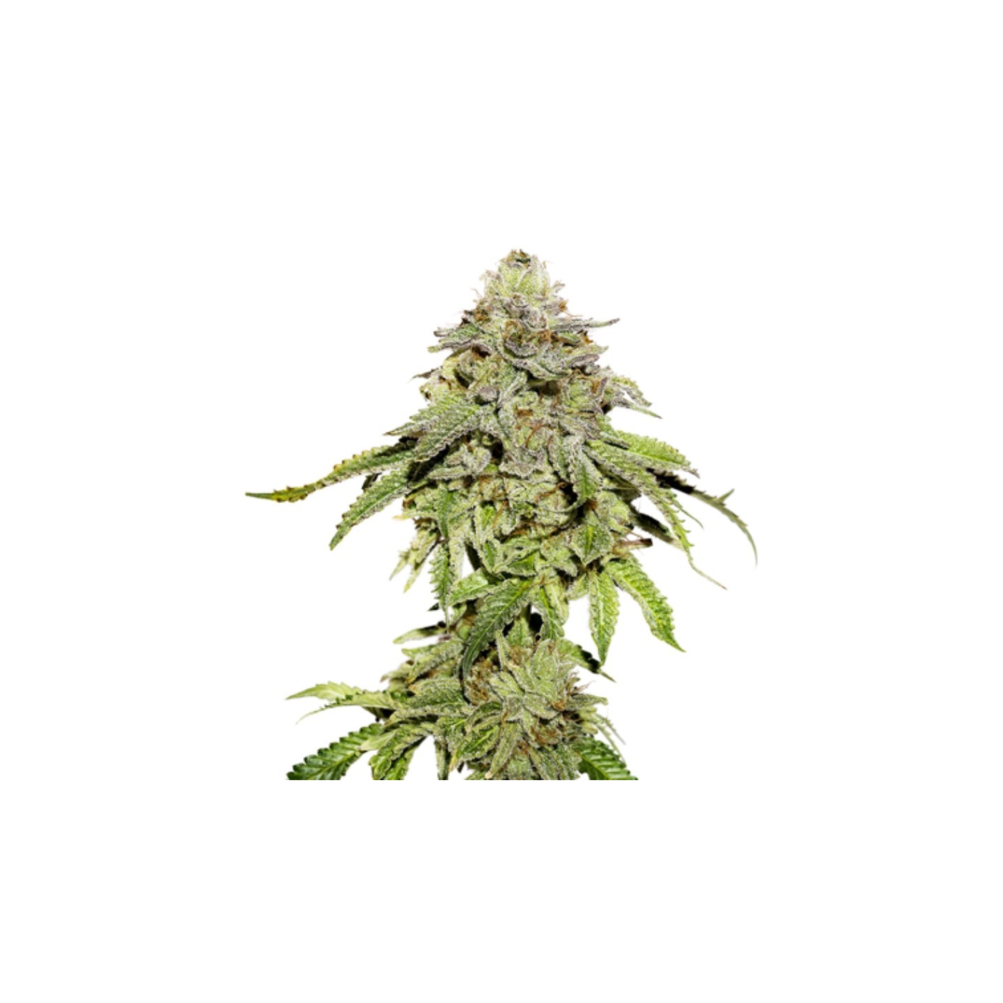 Cookies And Cream de Seed Stockers