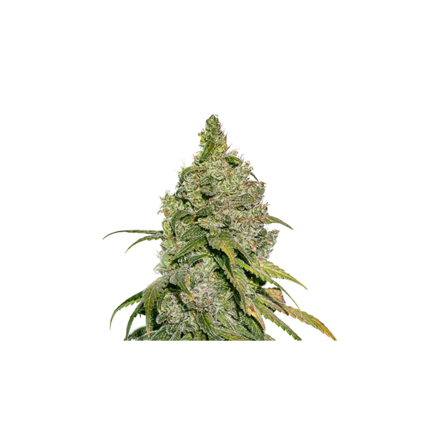 Do Si Dos de Seed Stockers