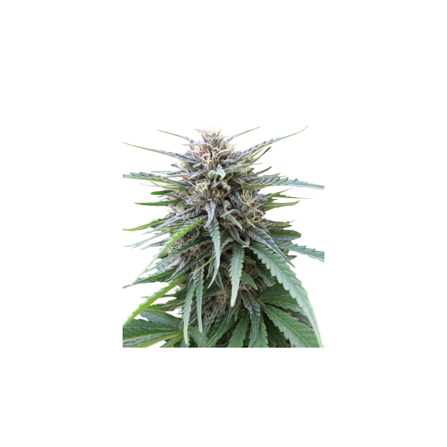 Frizzy Kush de Seed Stockers