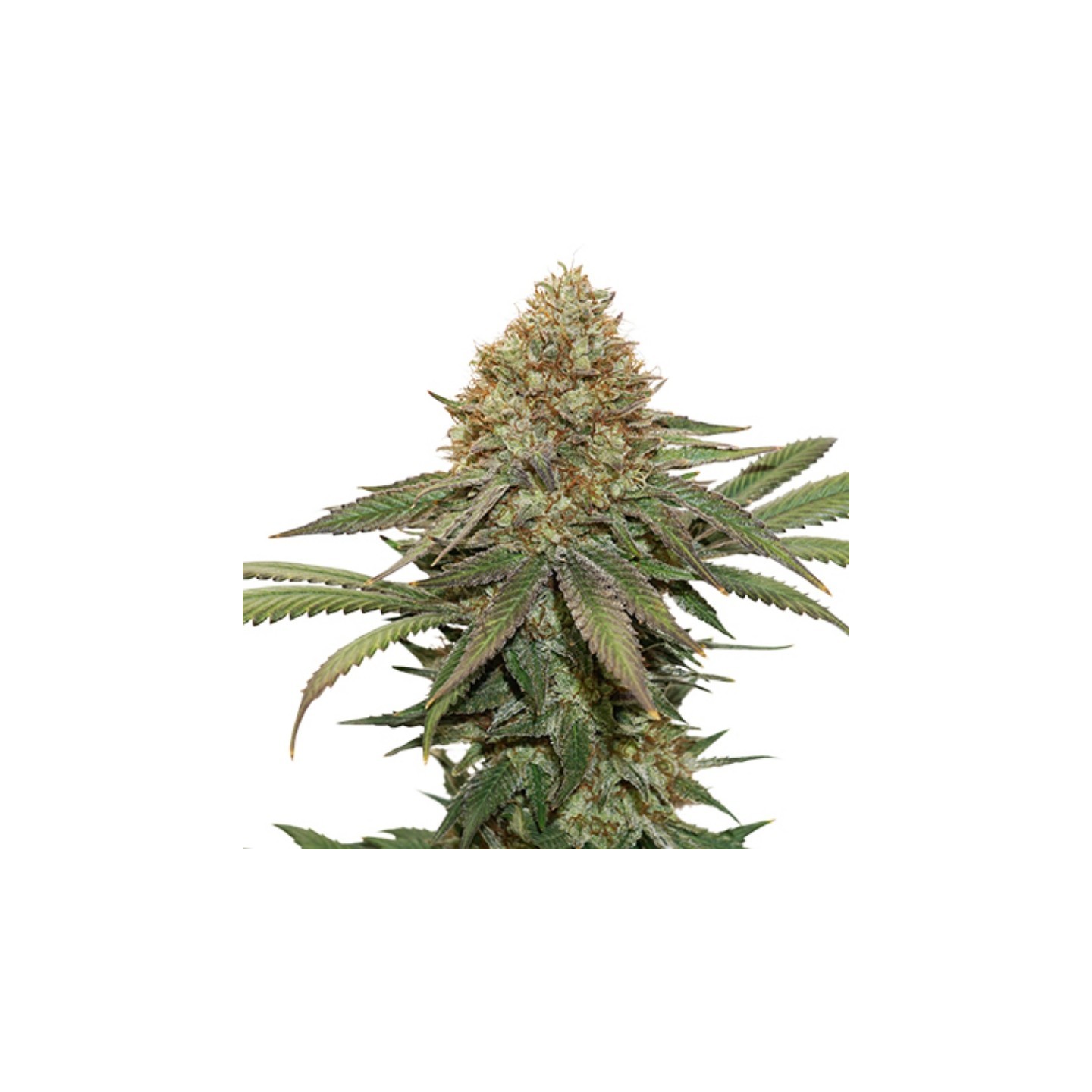 Fruit Cake de Seed Stockers