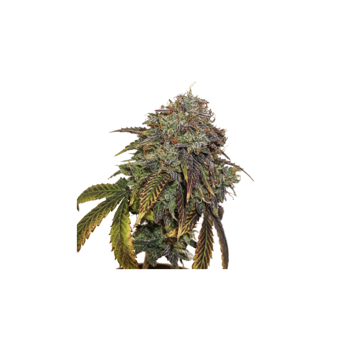 Gelato 41 Auto de Seed Stockers