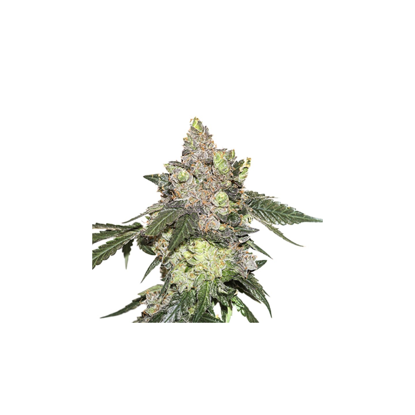 Girl Scout Cookies de Seed Stockers