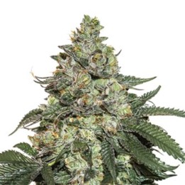 Girl Scout Cookies Auto de Seed Stockers