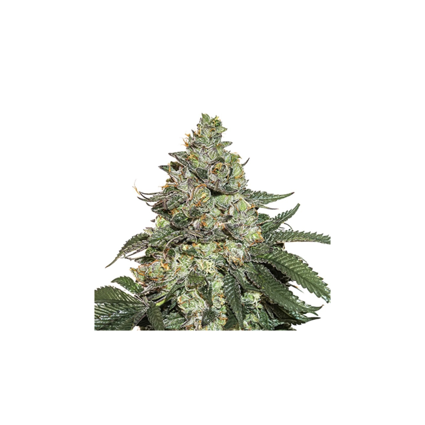 Girl Scout Cookies Auto de Seed Stockers