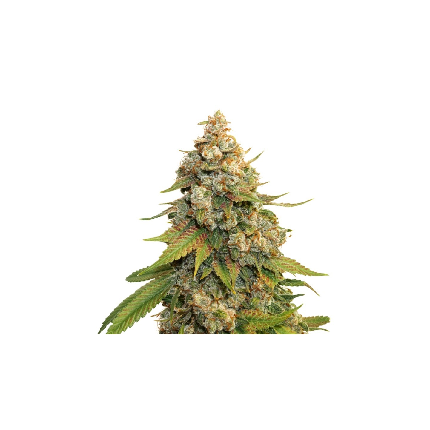 Golden Lemon Haze de Seed Stockers