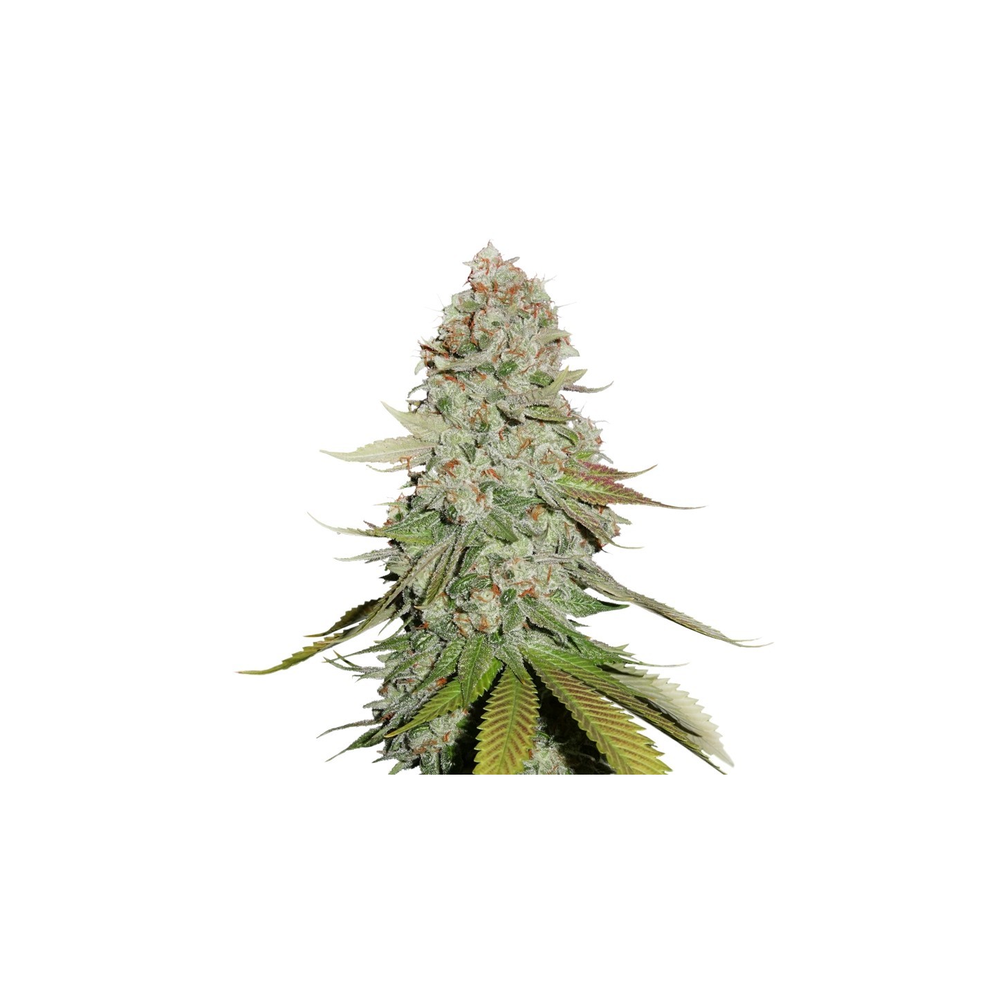 Gorilla Glue de Seed Stockers
