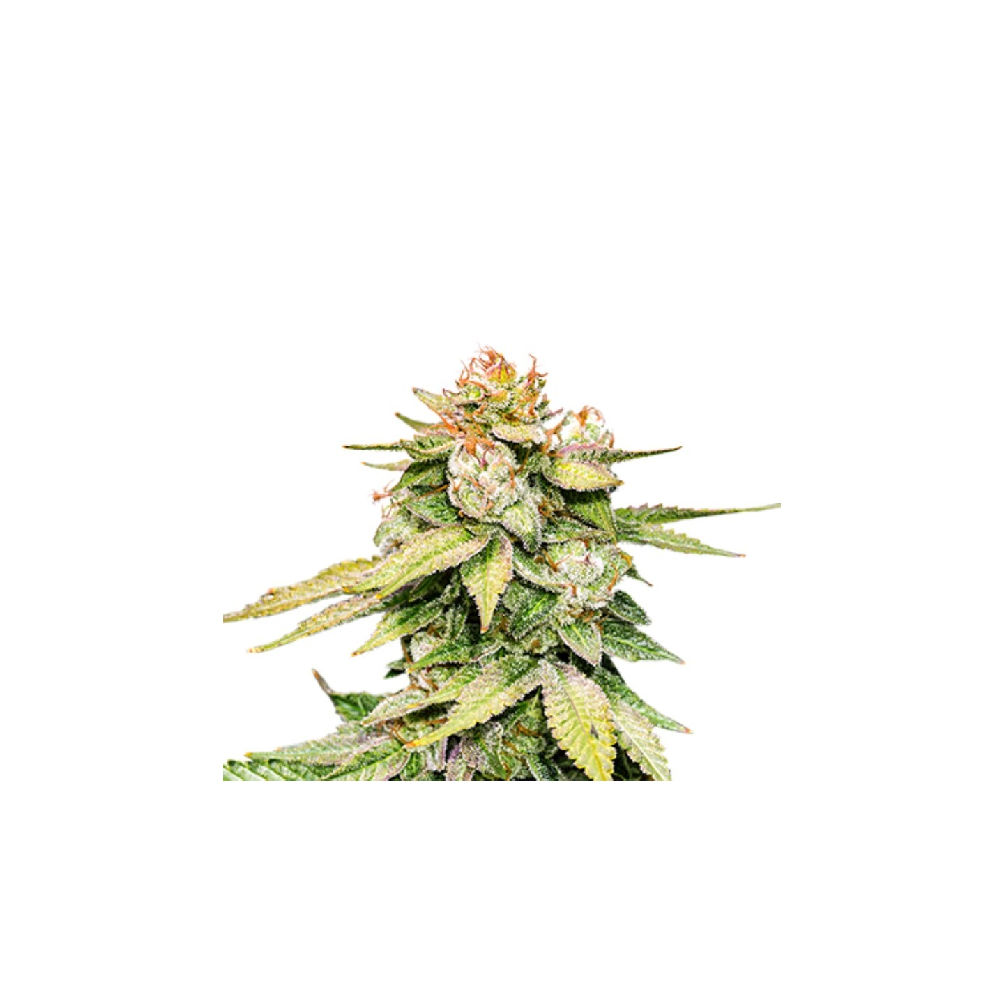 Gorilla Glue Auto de Seed Stockers