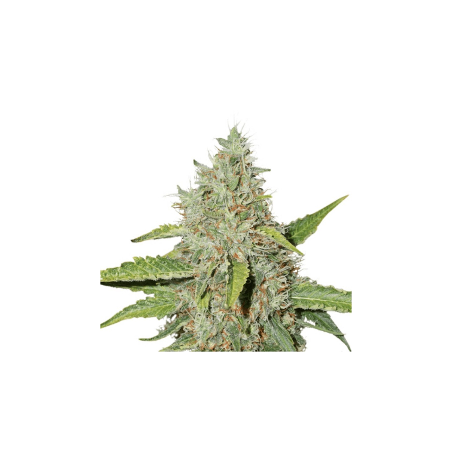 Northern Lights de Seed Stockers