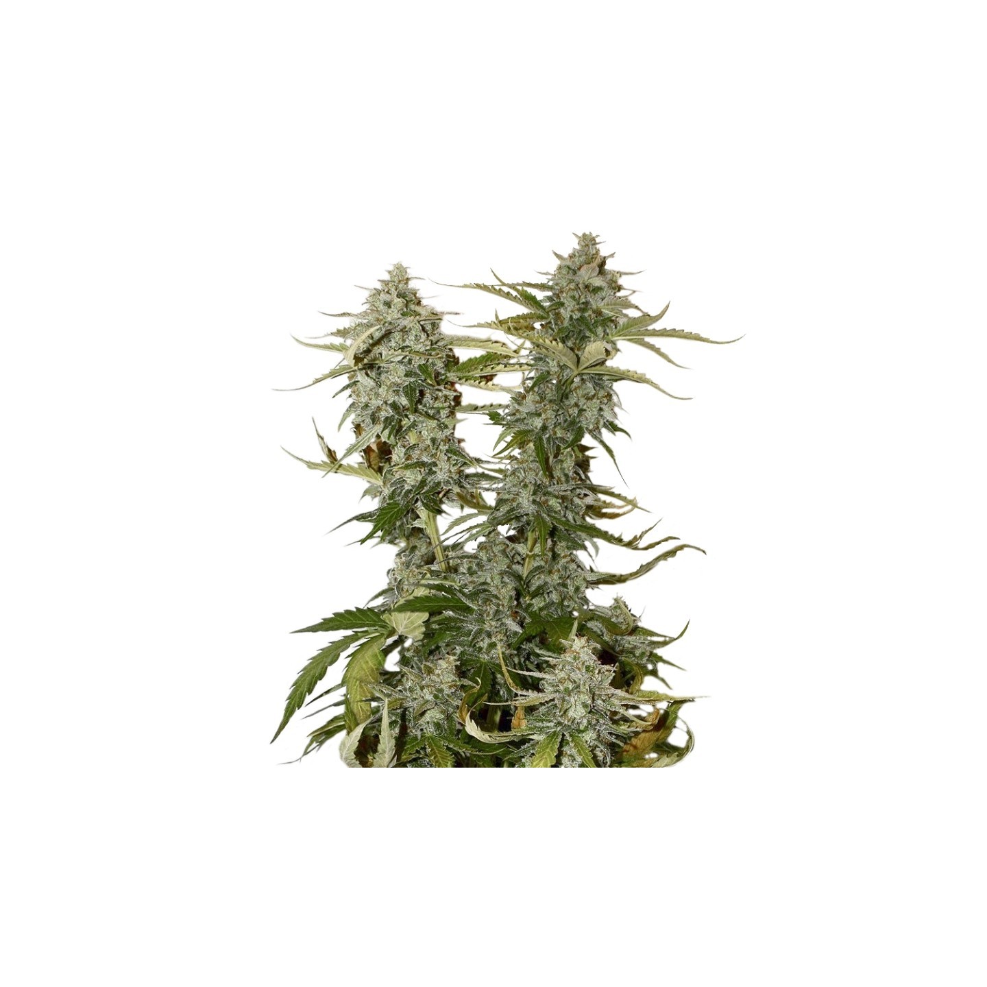 O.G. Candy Dawg Kush de Seed Stockers