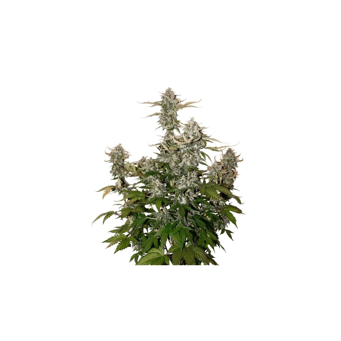 O.G. Candy Dawg Kush Auto de Seed Stockers
