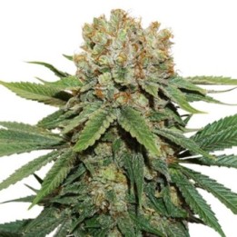 Pack Mix Auto de Seed Stockers