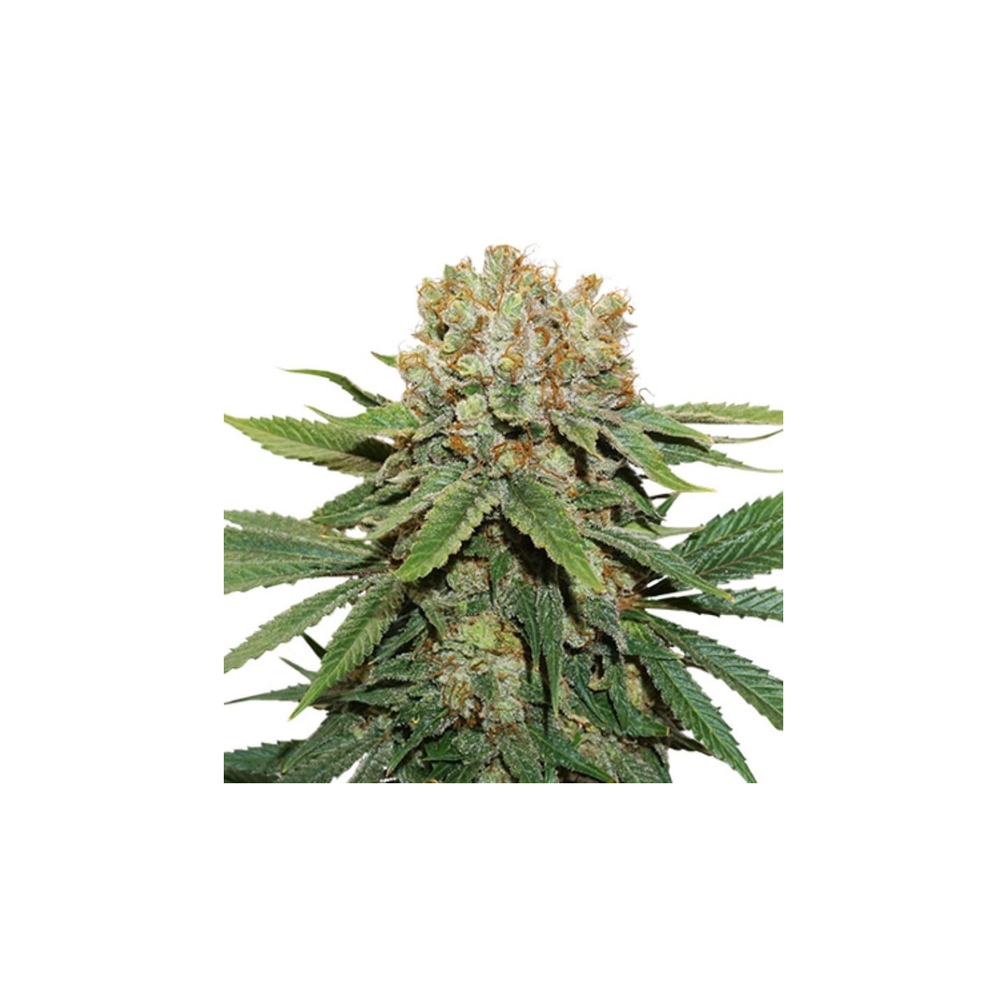 Pack Mix Auto de Seed Stockers