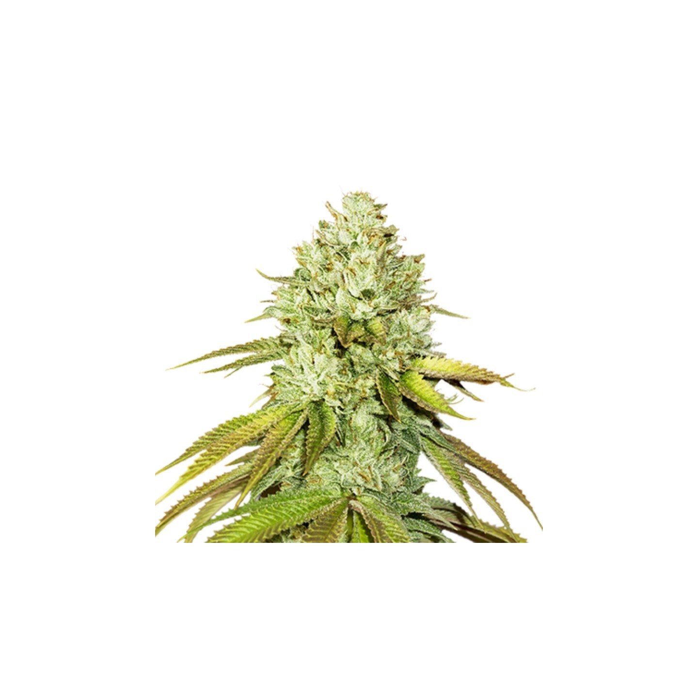 Pineapple de Seed Stockers
