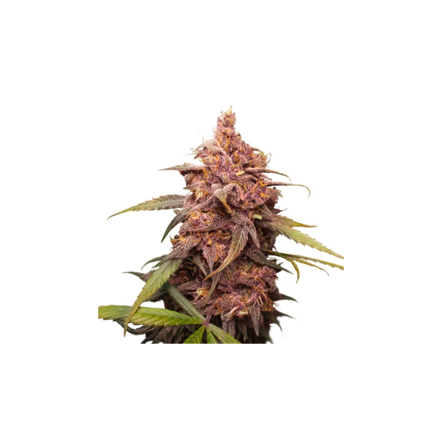 Purple Punch de Seed Stockers