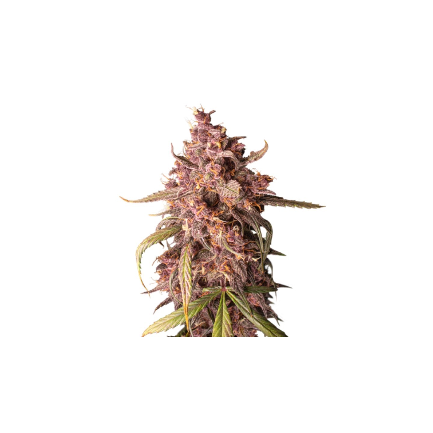 Purple Punch Auto de Seed Stockers