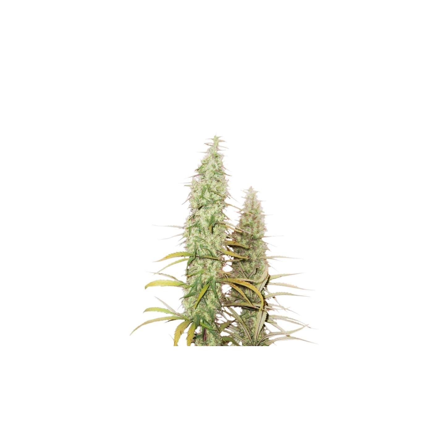 Santa Marta Haze de Seed Stockers