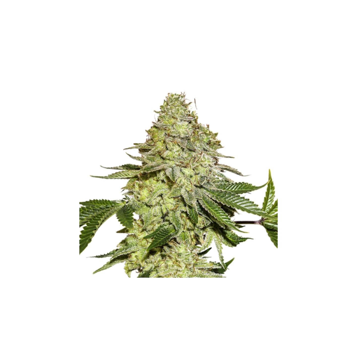 Sherbet de Seed Stockers