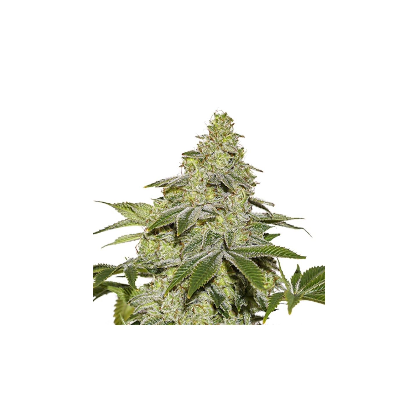 Sherbet Auto de Seed Stockers