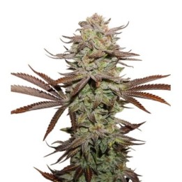 Sticky Fingers Auto de Seed Stockers