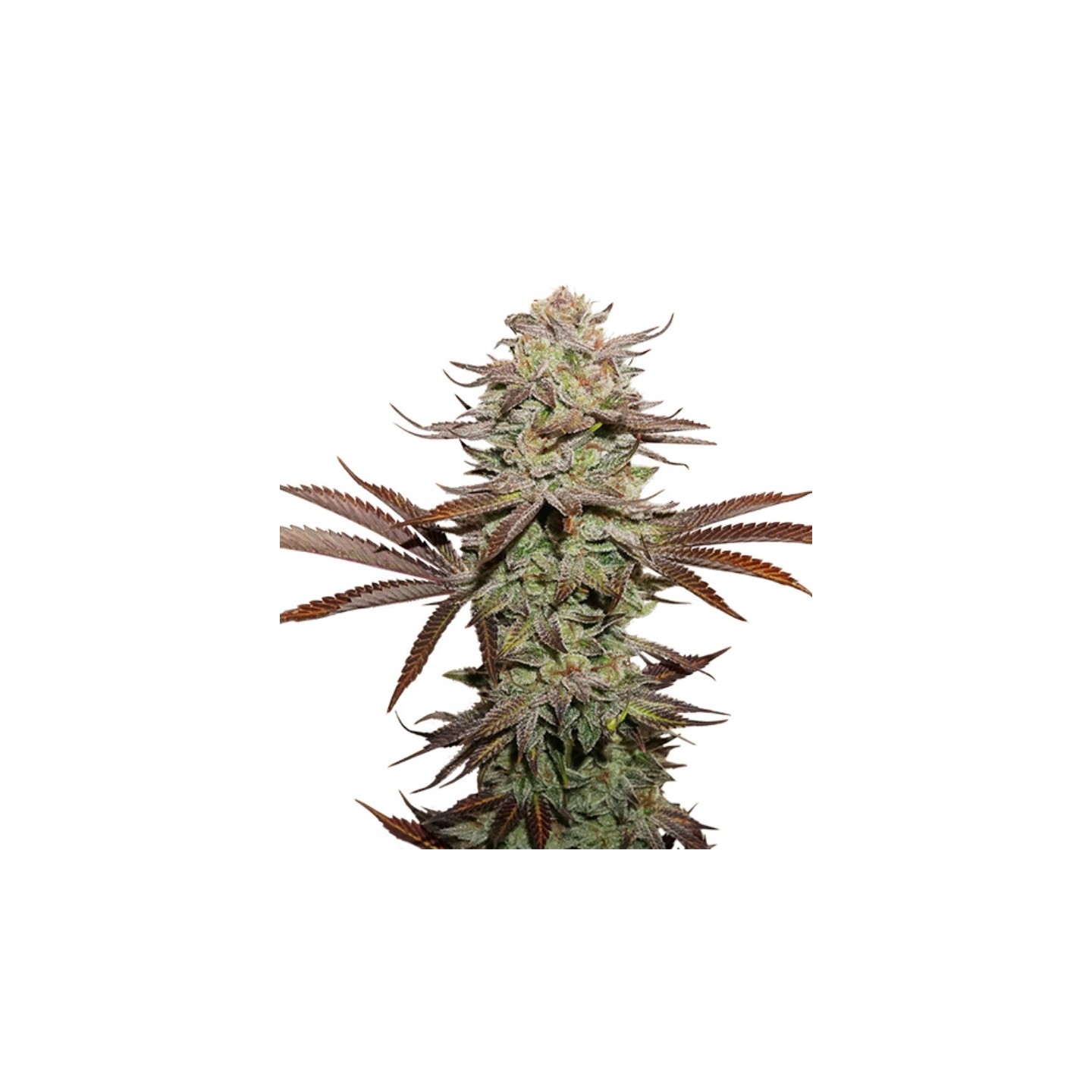 Sticky Fingers Auto de Seed Stockers