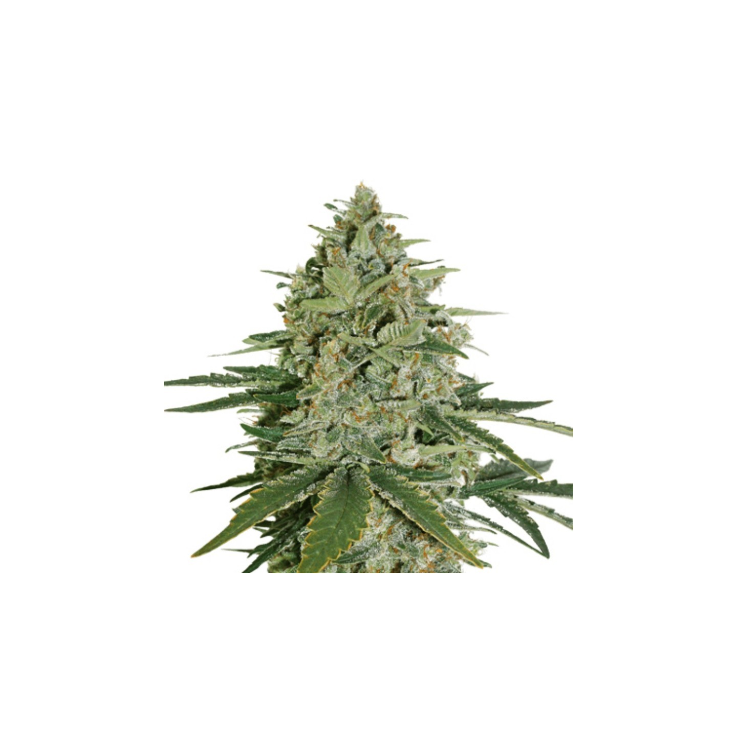 Super Skunk de Seed Stockers