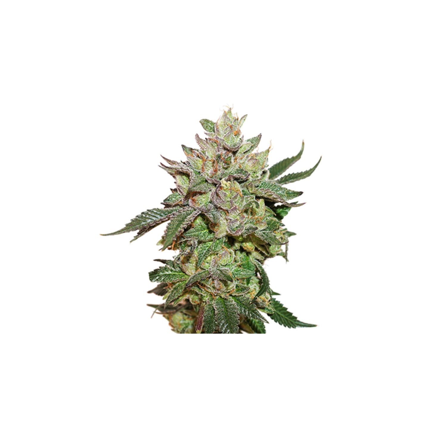 Wedding Cake de Seed Stockers