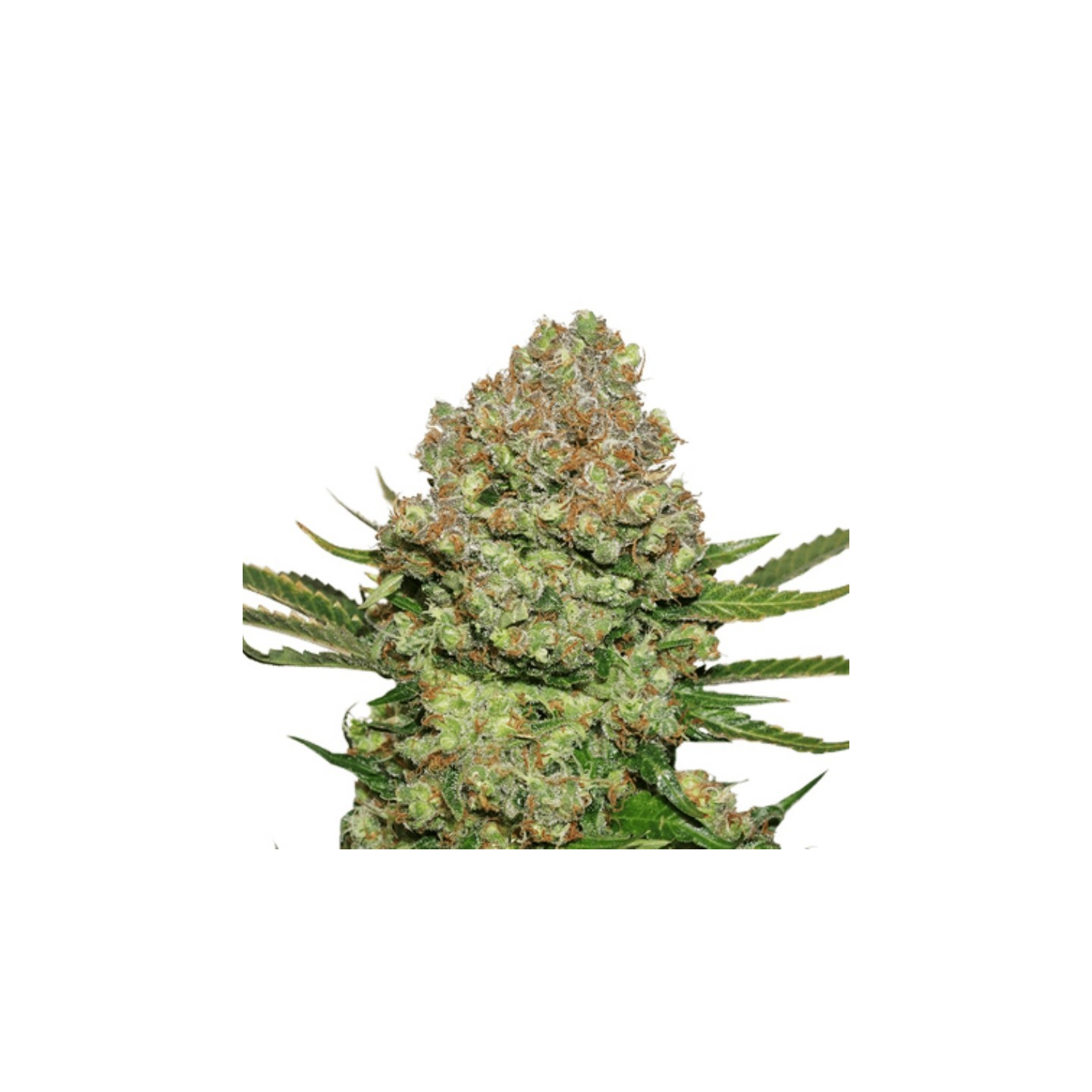 White Widow de Seed Stockers