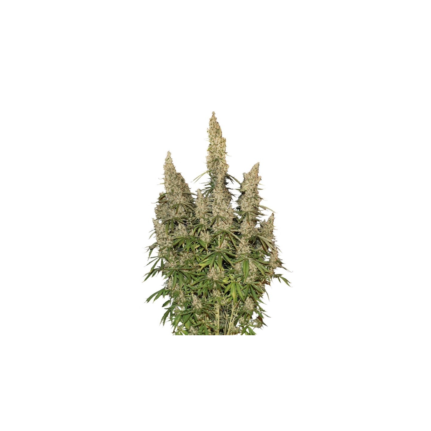 White Widow Auto de Seed Stockers