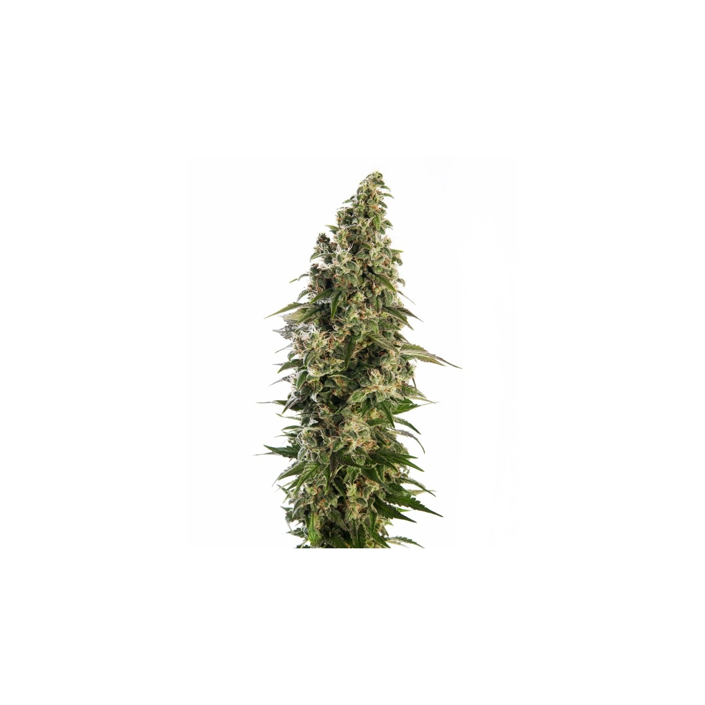 Afghani # 1 Automatic de Sensi Seeds