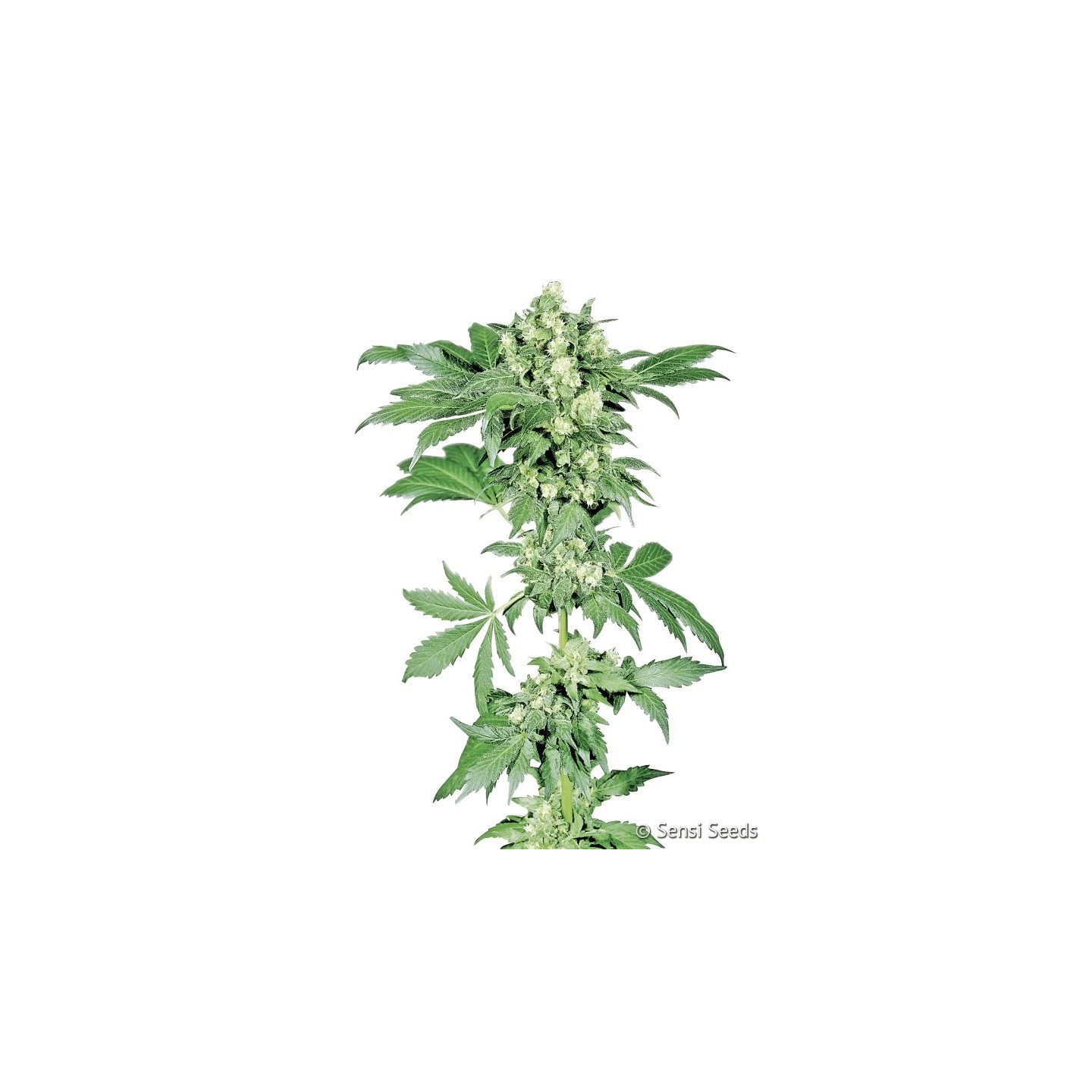 Afghani #1 de Sensi Seeds