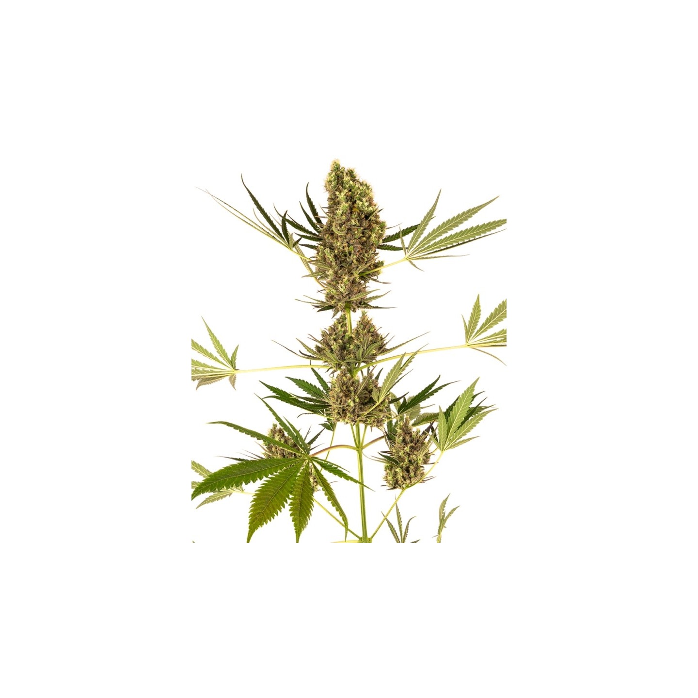 Alpine Delight Cbd Auto de Sensi Seeds