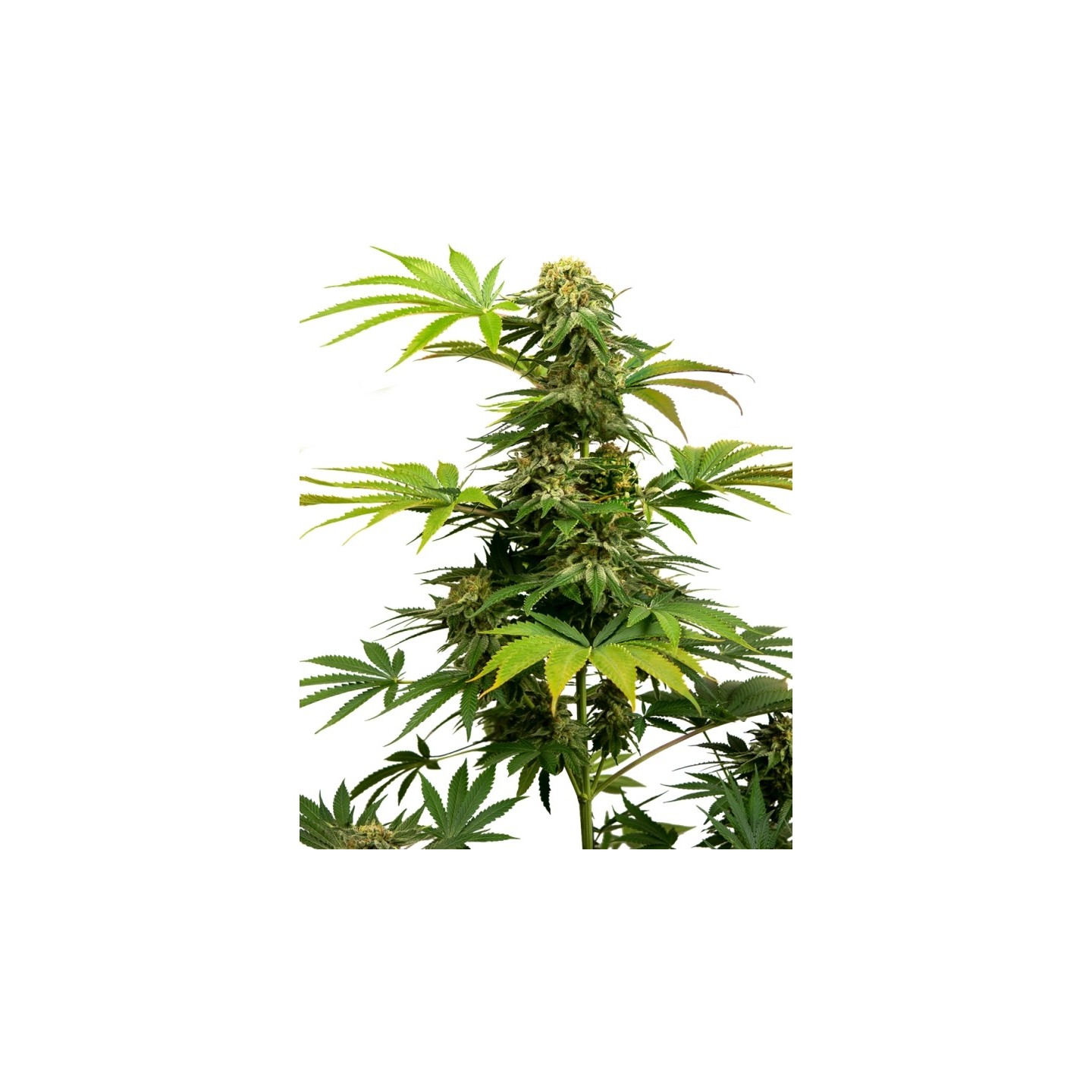 Black Harlequin de Sensi Seeds