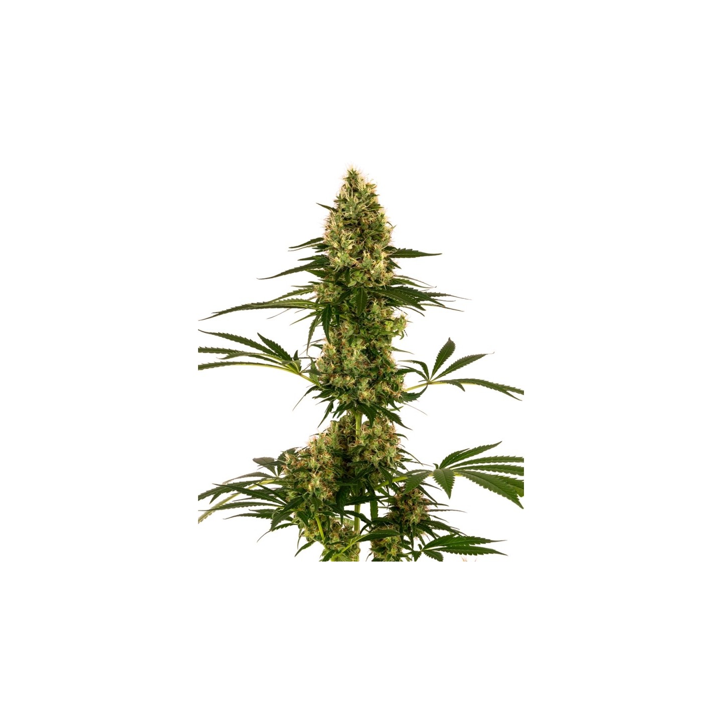 Blue Bullet Auto de Sensi Seeds