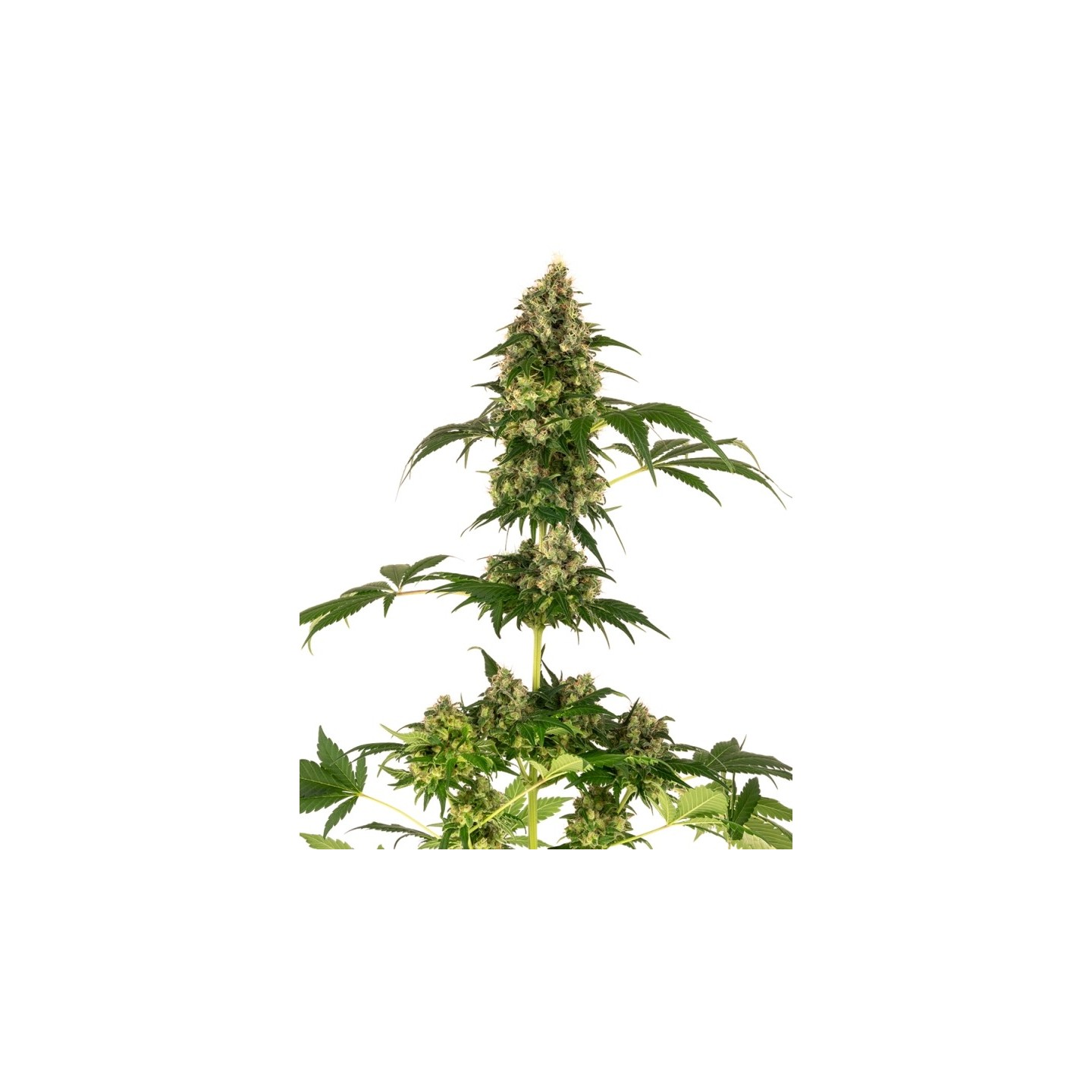 Cobalt Haze de Sensi Seeds