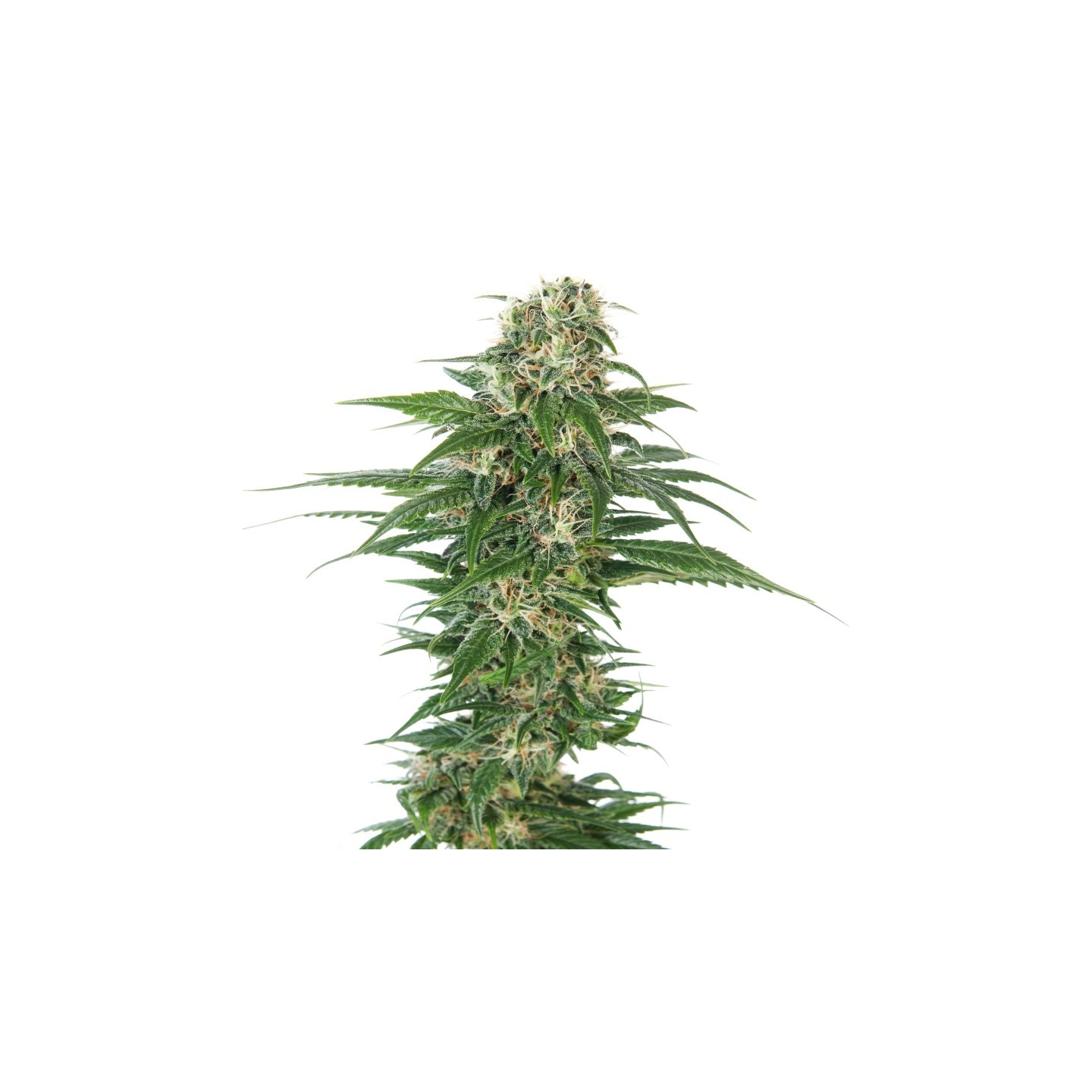 Early Skunk Automatic de Sensi Seeds