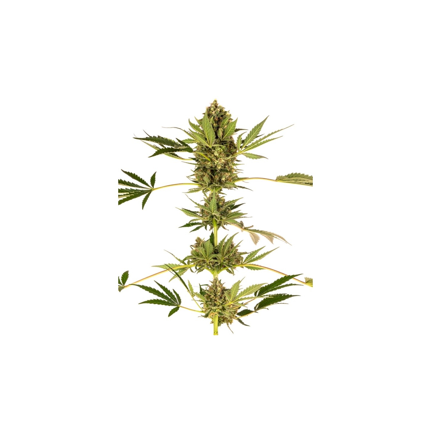 Himalayan Cbd Feminizada de Sensi Seeds