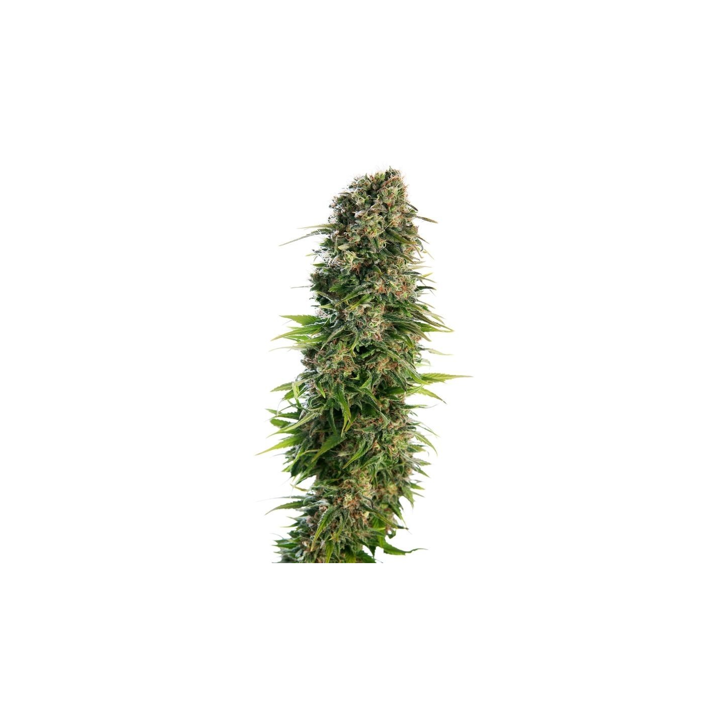 Hindu Kush Autofloreciente Feminizada de Sensi Seeds